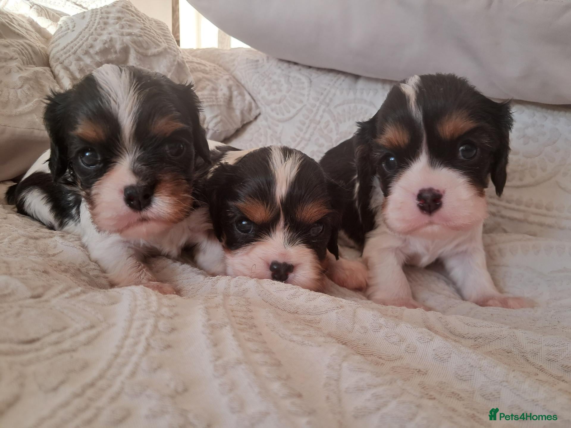 Cavalier King Charles Spaniel dogs KCRegistered Cavalier King Charles Spaniel Puppies - Advert 1