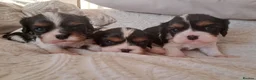 Cavalier King Charles Spaniel dogs for sale: KCRegistered Cavalier King Charles Spaniel Puppies - Advert 1