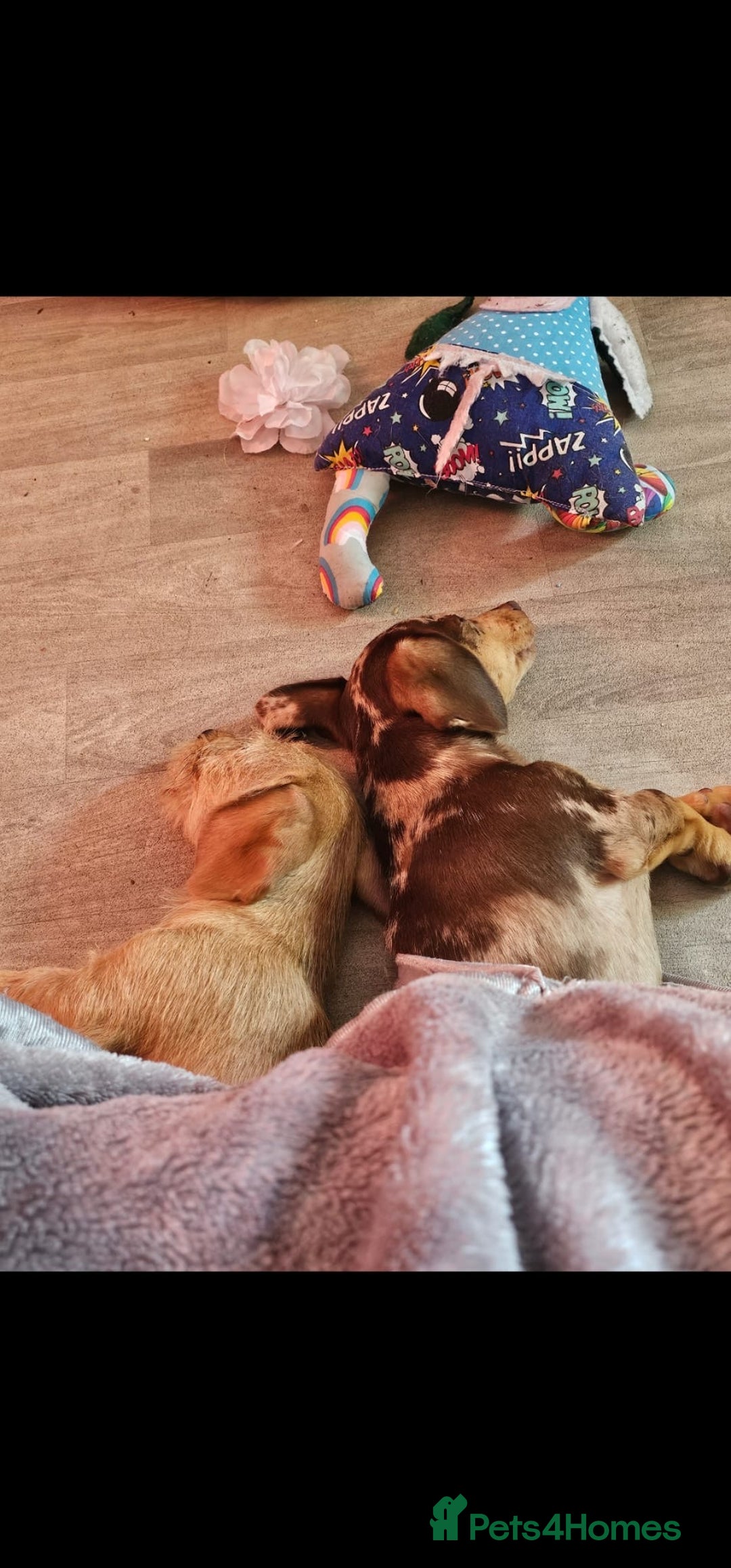 Dachshund dogs for sale: Gorgeous dachshund dogs for sale  - Advert 7