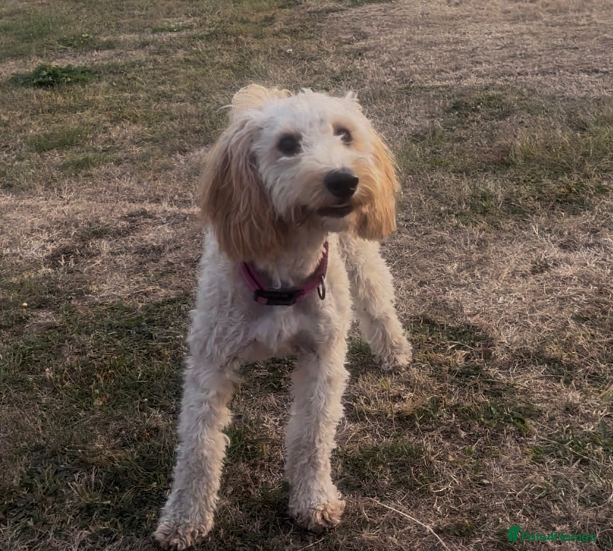 Cockapoo dogs 11 month old cockerpoo - Advert 1