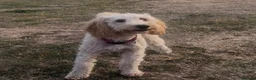 Cockapoo dogs for sale: 11 month old cockerpoo - Advert 1