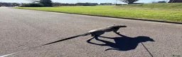 Mixed Breed dogs for sale: Bullpei puppy - Bowie - Advert 13