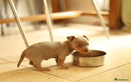 Jack Russell dogs for sale: Beautiful Jack Russell Puppies for sale - Image 8