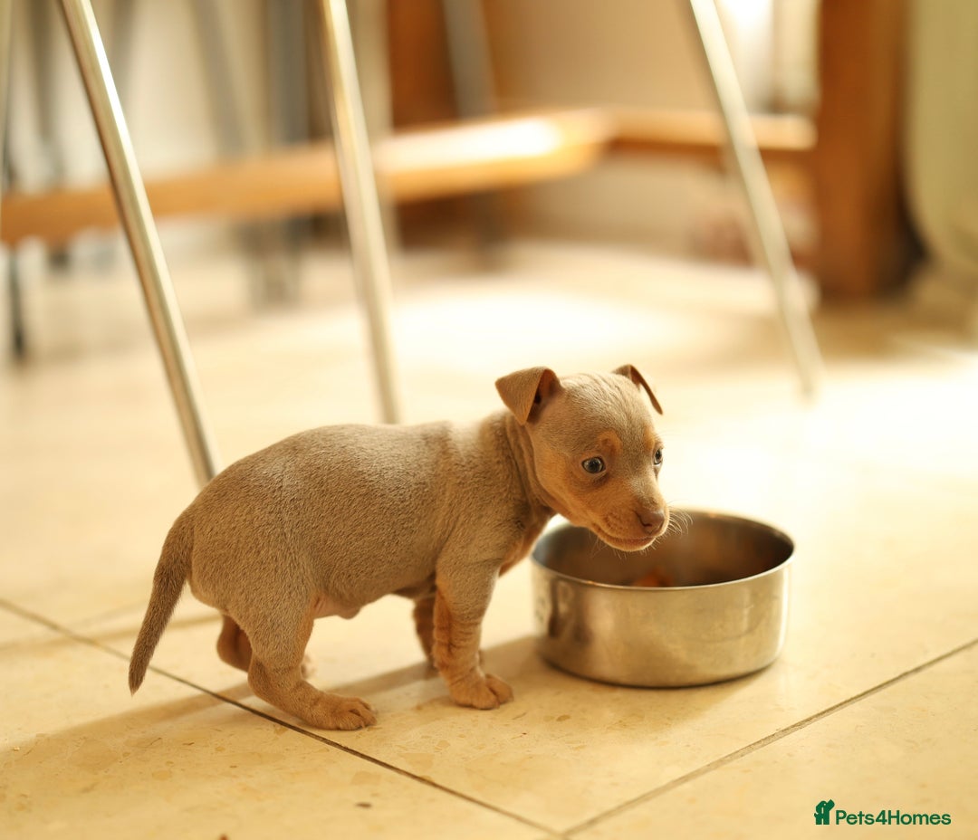 Jack Russell dogs for sale: Beautiful Jack Russell Puppies for sale - Image 8