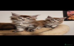 Maine Coon cats for sale: Maine coon pedigree kittens  - Image 11