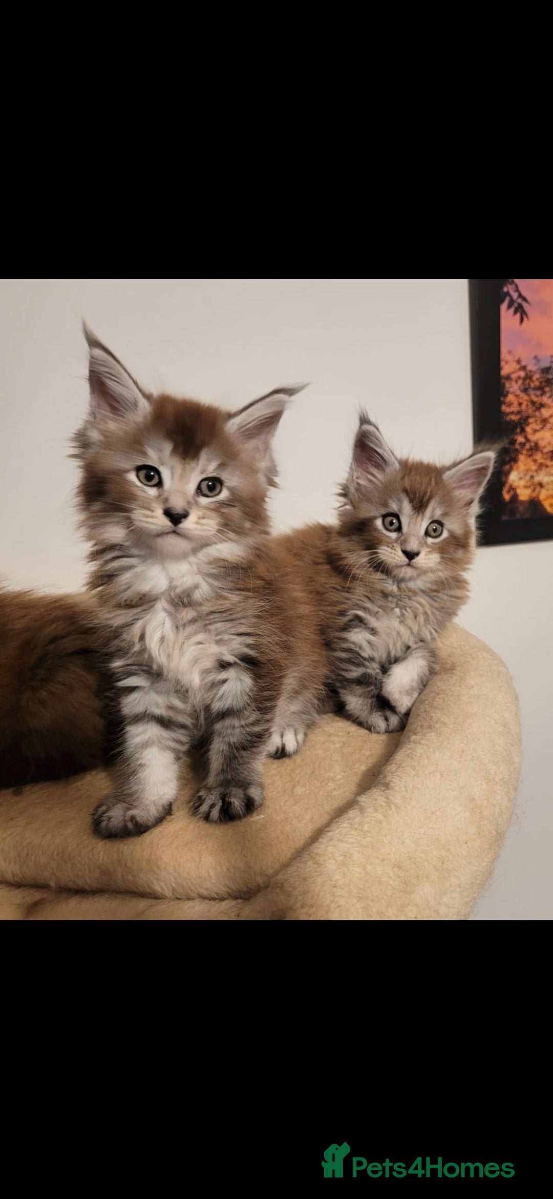 Maine Coon cats for sale: Maine coon pedigree kittens  - Image 11