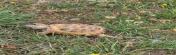 Hermann Tortoise reptiles for sale: Hermann tortoise  in Barnsley - Advert 3