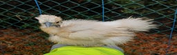 Chickens poultry for sale: Silkie chicks, showgirls and standard - Advert 2