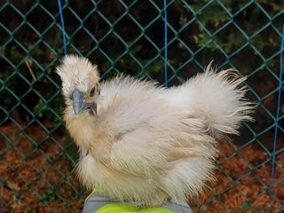 Chickens poultry Silkie chicks, showgirls and standard - Advert 8