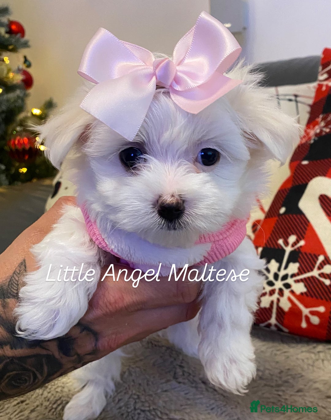 Maltese dogs for sale: ✨ Outstanding KC half-Korean Maltese Puppies ✨ - Advert 22