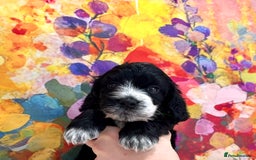 Cockapoo dogs for sale: ⭐️Rare Silver Phantom DNA CLEAR Mini F1 Cockapoos - Image 14
