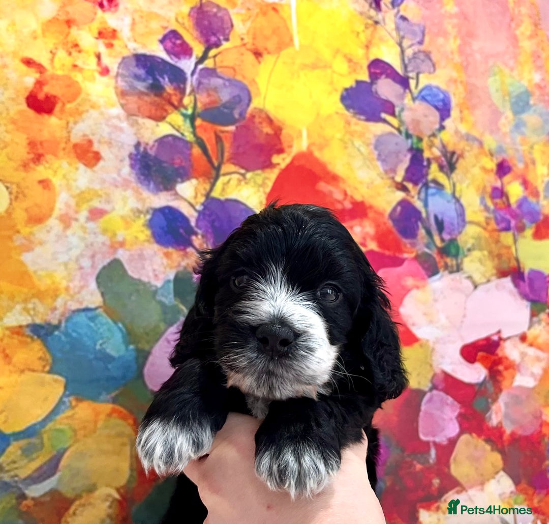 Cockapoo dogs for sale: ⭐️Rare Silver Phantom DNA CLEAR Mini F1 Cockapoos - Image 14