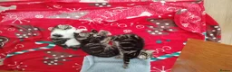 Mixed Breed cats for sale: Beautiful Domestic Shorthair Kittens Ready Soon - Advert 12