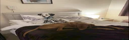 Dalmatian dogs for sale: Dalmatian looking for his new home  - Advert 3