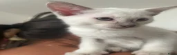 Siamese cats for sale: 3x Beautiful Pedigree Siamese Female Kittens - Advert 8