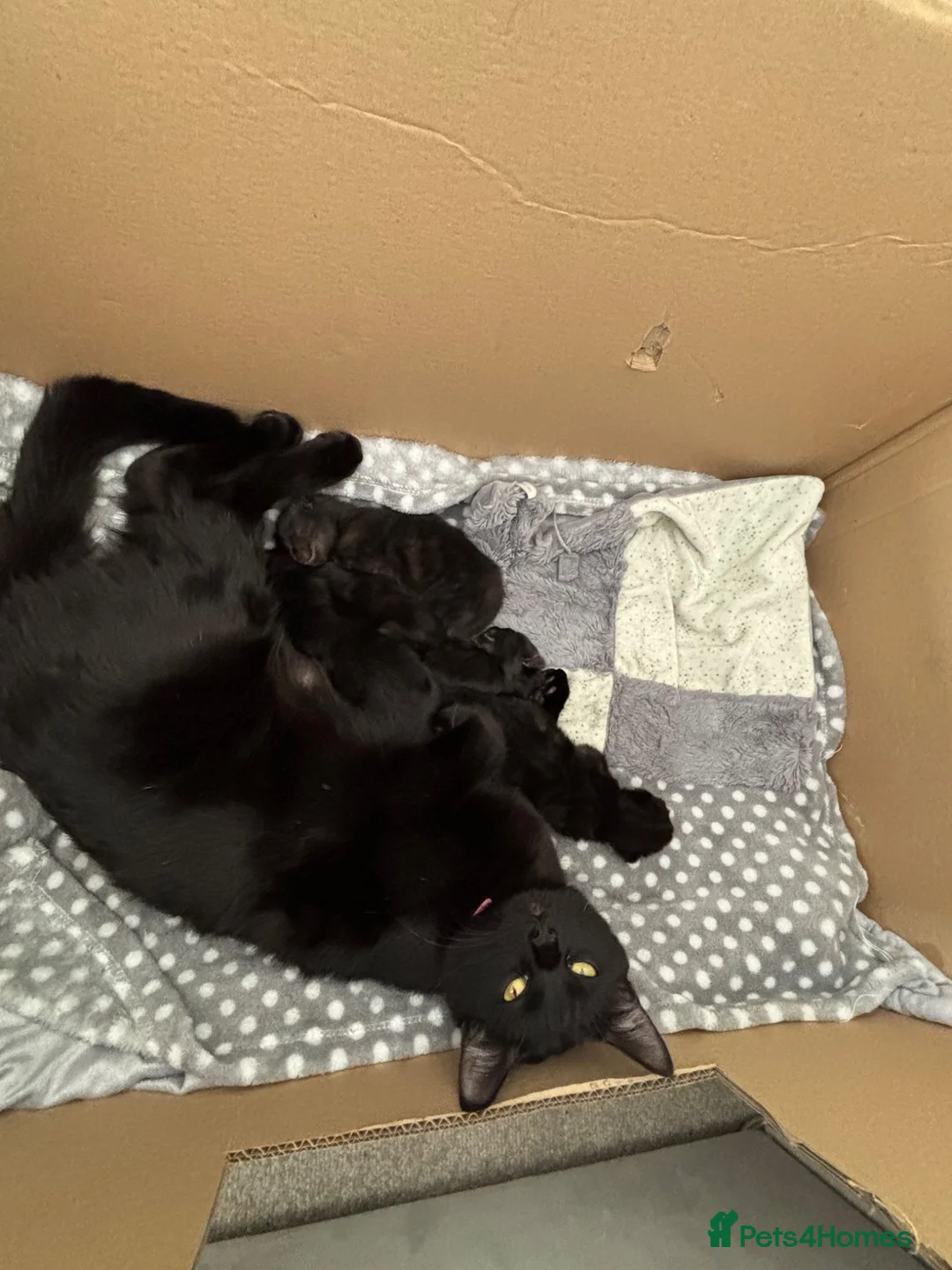 Mixed Breed cats for sale: Mixed Breed fluffy kittens - Advert 4