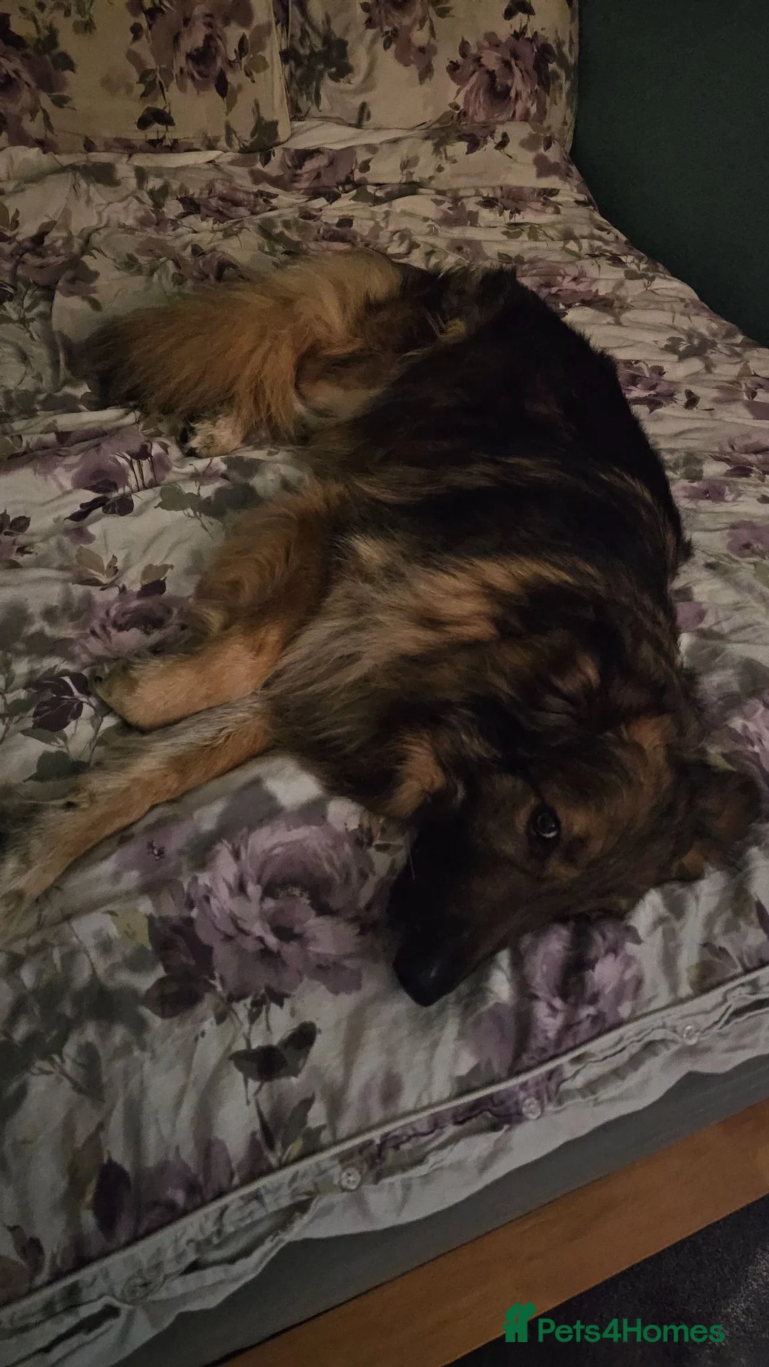 German Shepherd dogs for sale: My 2 Beautiful German Shepherds For Rehoming - Advert 4
