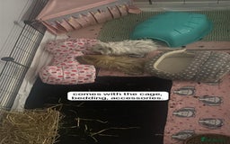 Guinea Pig rodents for sale: 2 male guinea pigs - Image 2