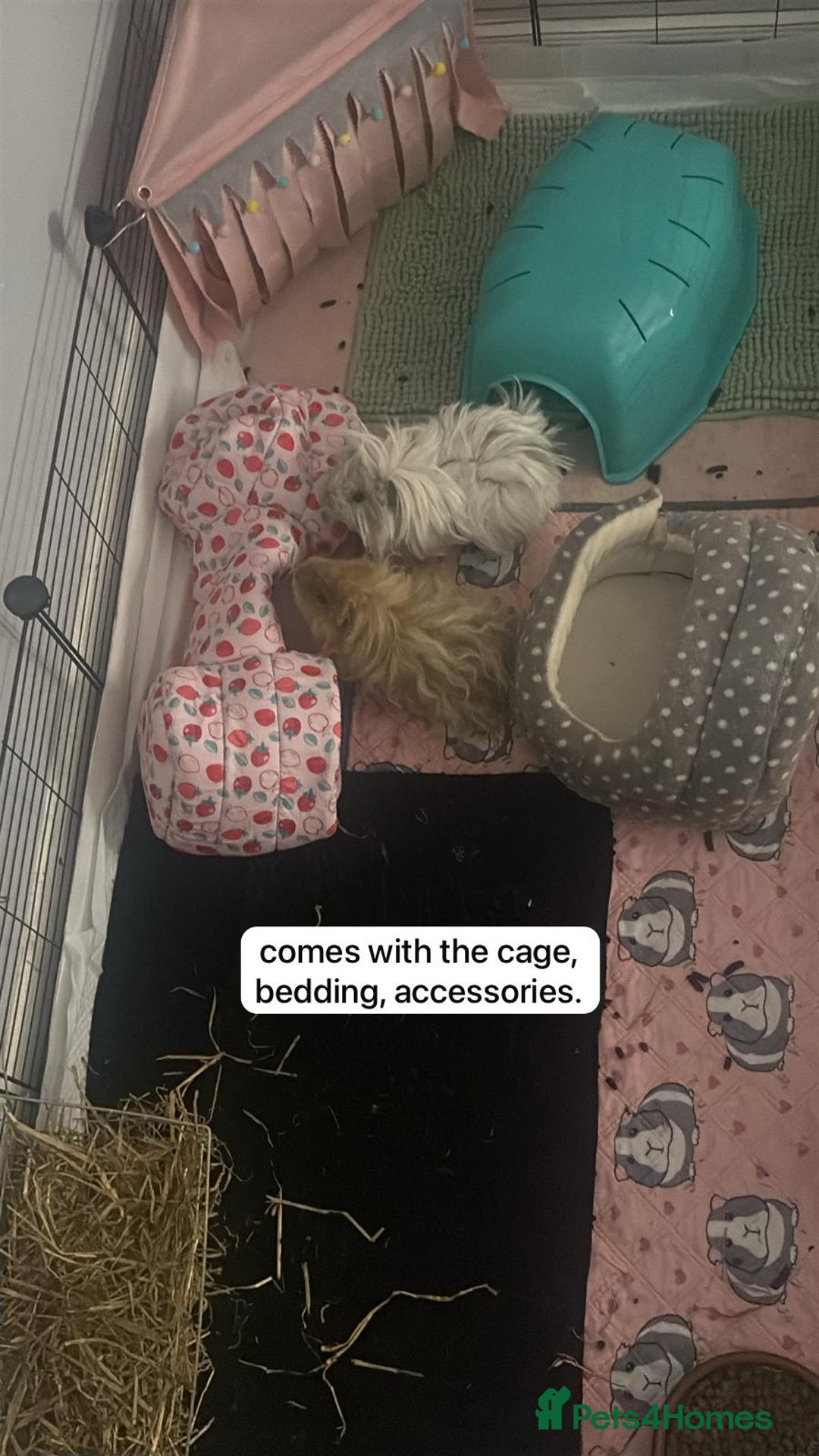 Guinea Pig rodents for sale: 2 male guinea pigs - Image 2