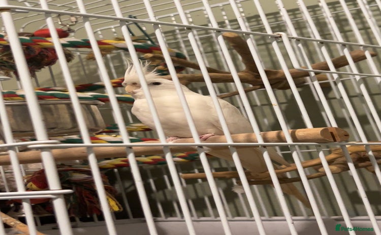 Cockatiels birds - Advert 2