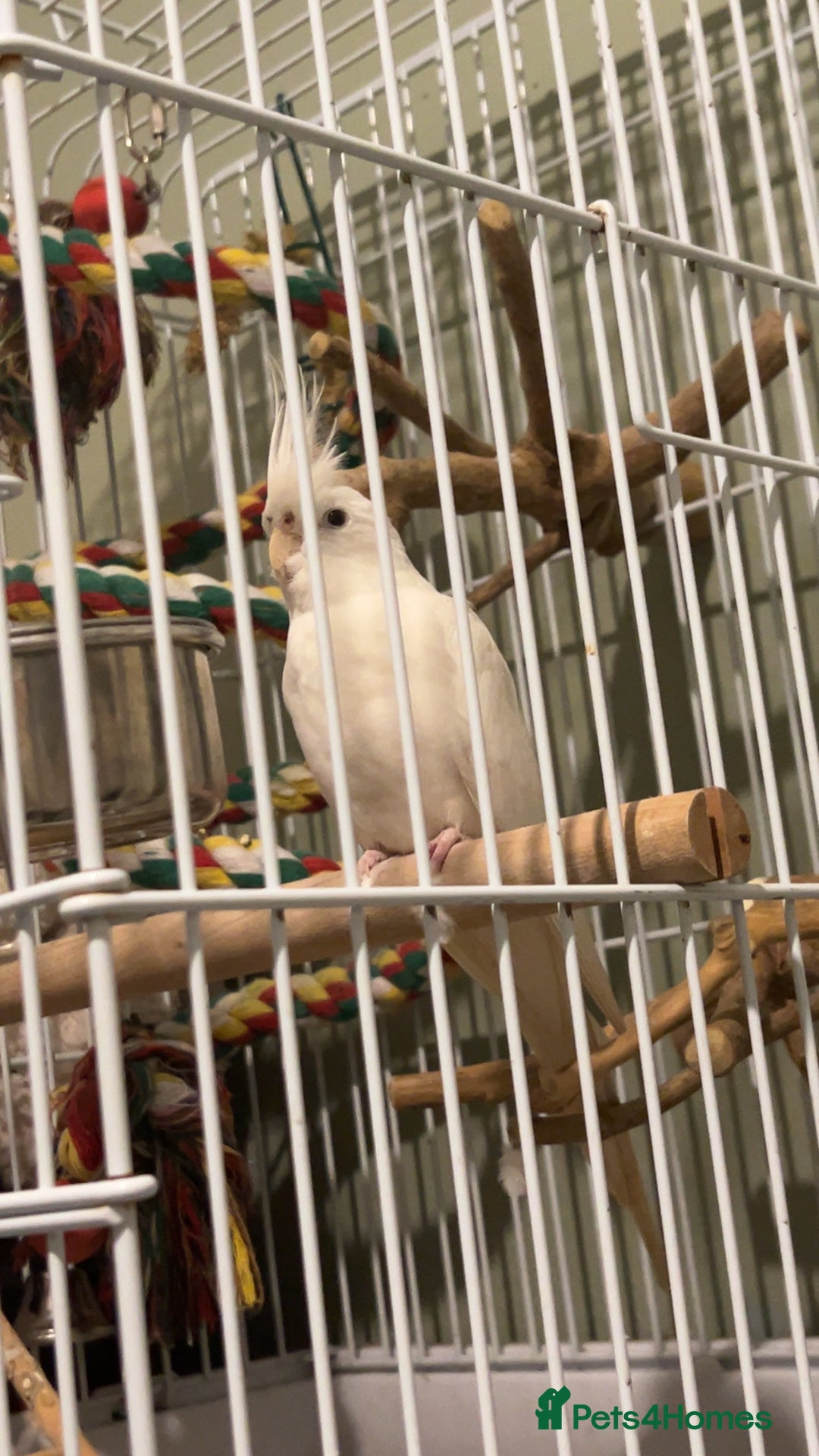 Cockatiels birds for sale: Female cockatiel - Image 1