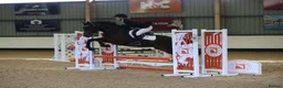 Irish Thoroughbred horses for sale: Ridding club hack, allrounder in Gillingham - Advert 5