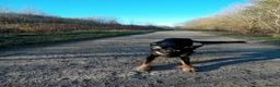 Border Collie dogs for sale: New home - Advert 3
