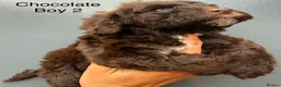 Cockapoo dogs for sale:      F1 Cockapoo Puppies  | Health Tested  - Advert 32