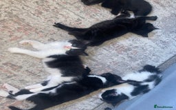 Mixed Breed cats for sale: BEAUTIFUL BLACK AND WHITE KITTENS 🐱  - Image 12