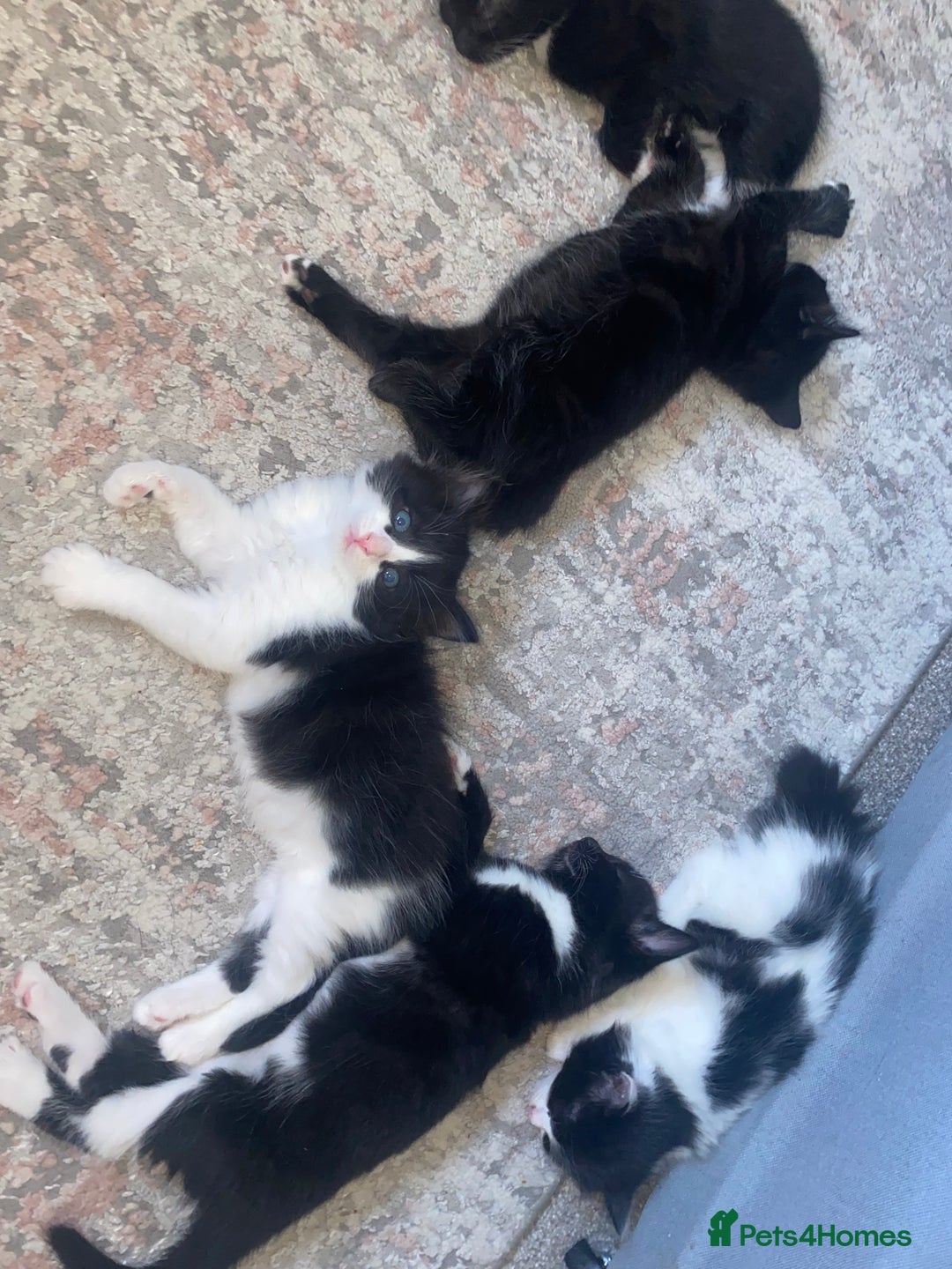 Mixed Breed cats for sale: BEAUTIFUL BLACK AND WHITE KITTENS 🐱  - Image 12