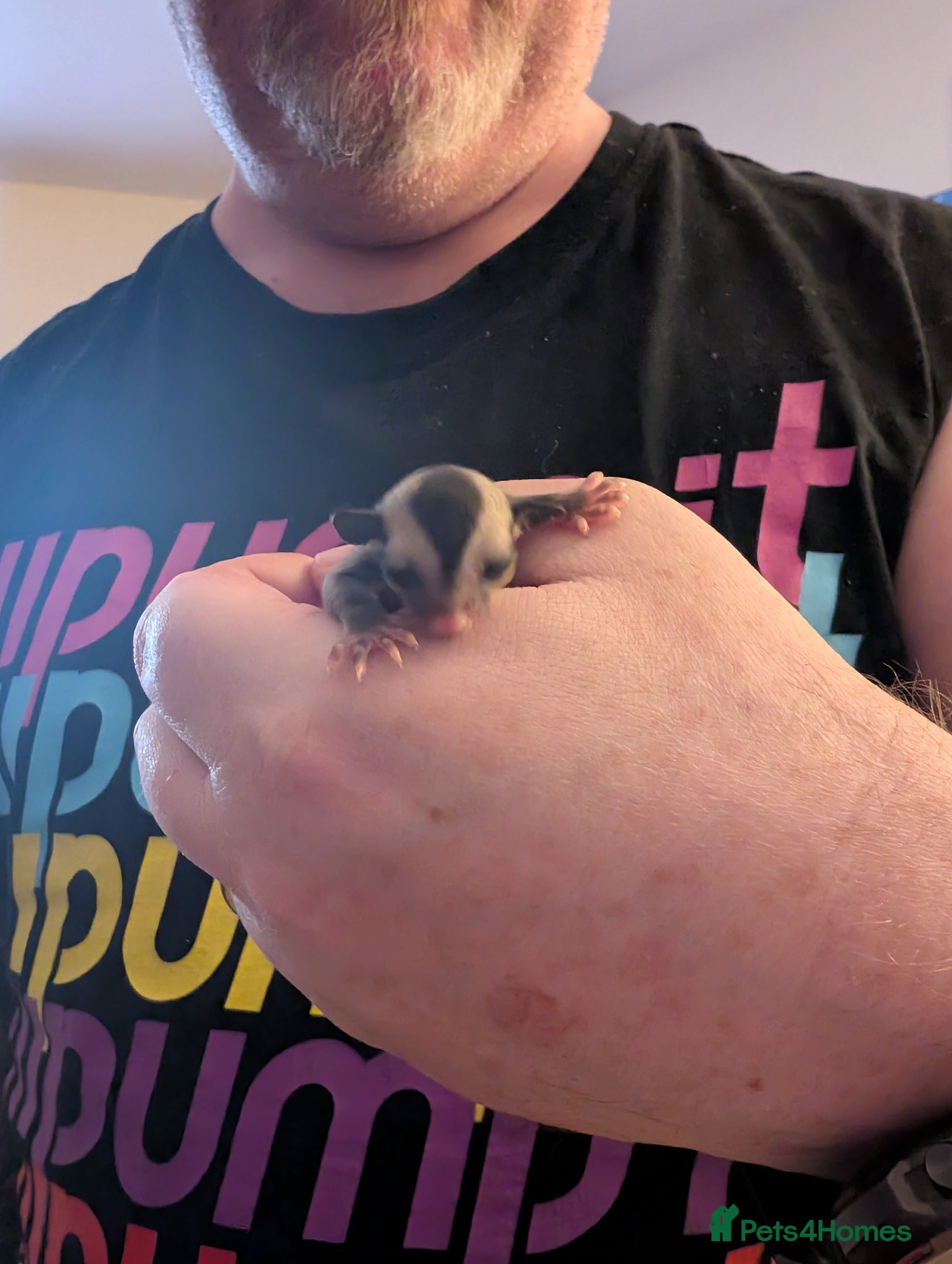 Sugar Glider rodents Sugar glider male - Advert 1