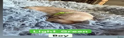 Goldador dogs for sale: Goldador puppies for sale  - Advert 8