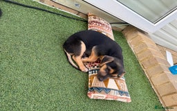 Jack Russell dogs for sale: 🐾Jack Russell Puppies🐾 - Image 17