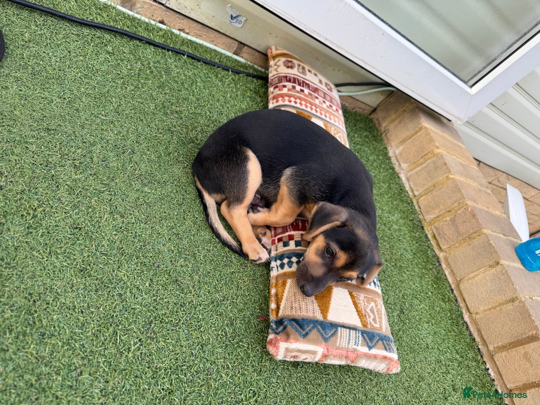 Jack Russell dogs for sale: 🐾Jack Russell Puppies🐾 - Image 17