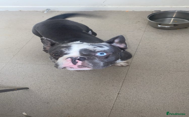 French Bulldog dogs - Advert 10