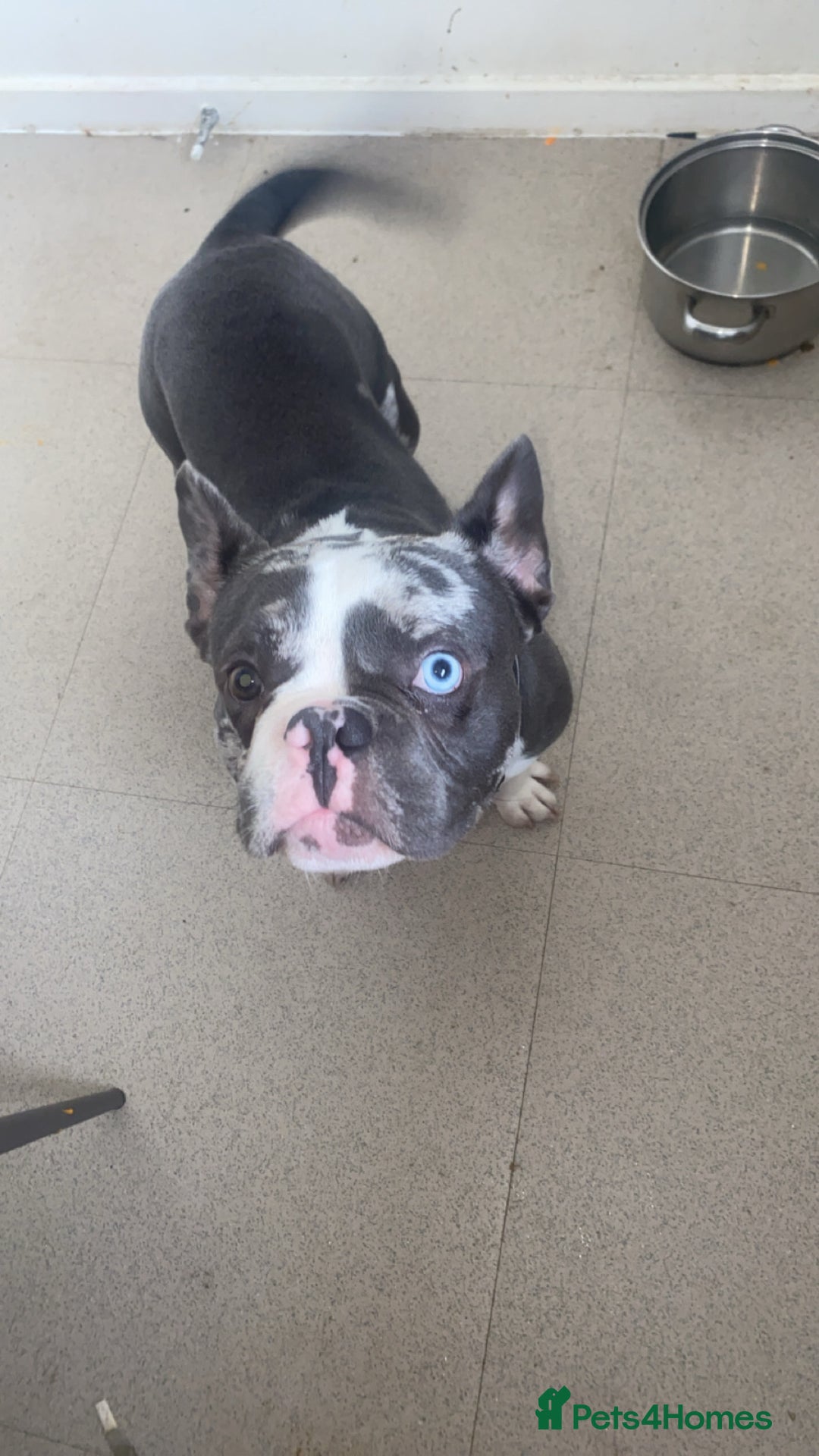 French Bulldog dogs for sale: Miss  - Image 1