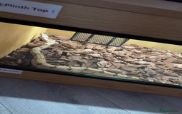 Boa Snake reptiles for sale: Suriname red tail boa - Image 3