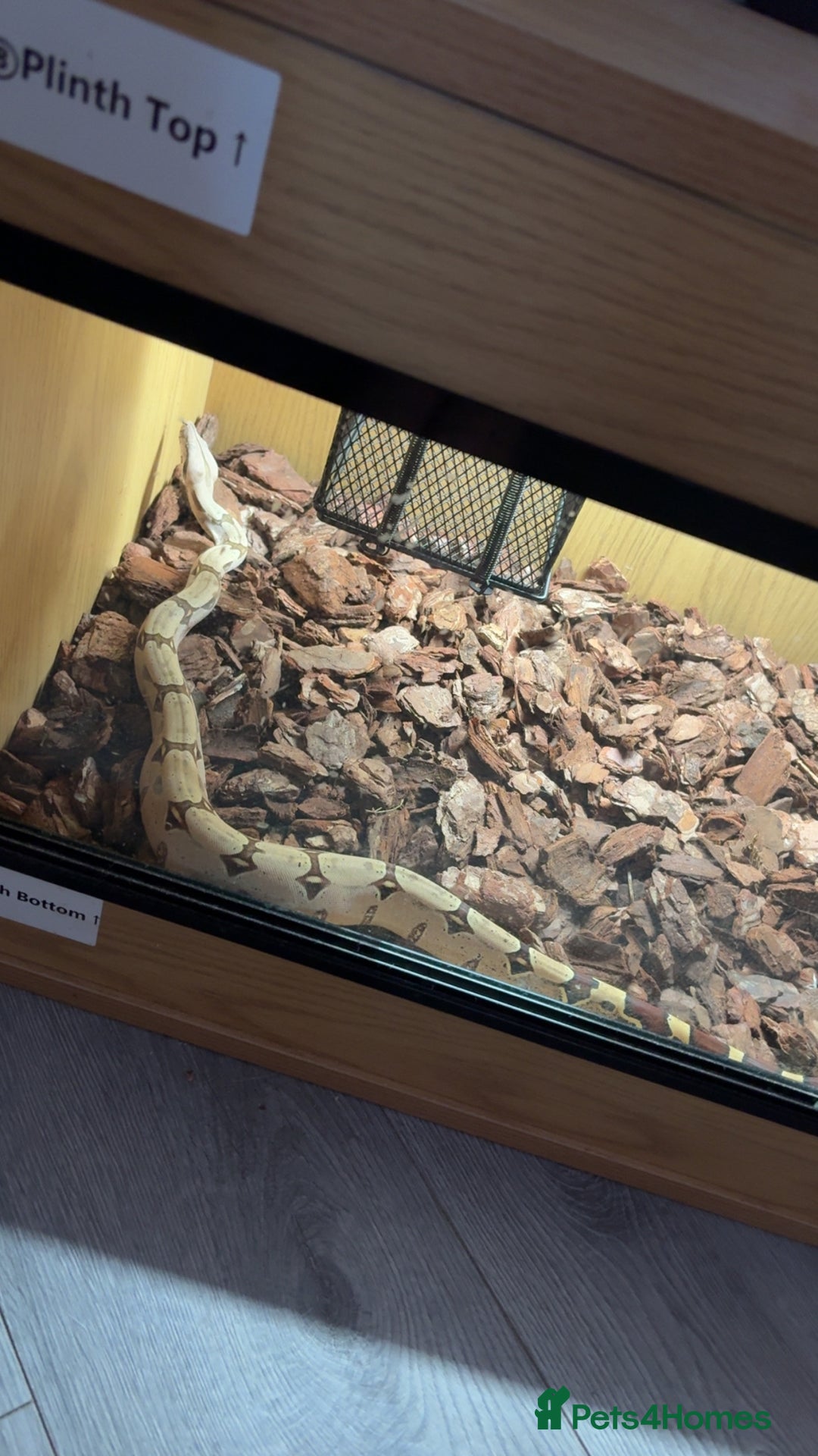 Boa Snake reptiles for sale: Suriname red tail boa - Image 3