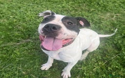 Mastiff dogs for adoption: Patch 2 year old mastiff mix - Image 1