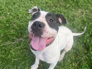 Mastiff dogs Patch 2 year old mastiff mix - Advert 16