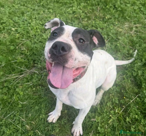 Mastiff dogs Patch 2 year old mastiff mix - Advert 1