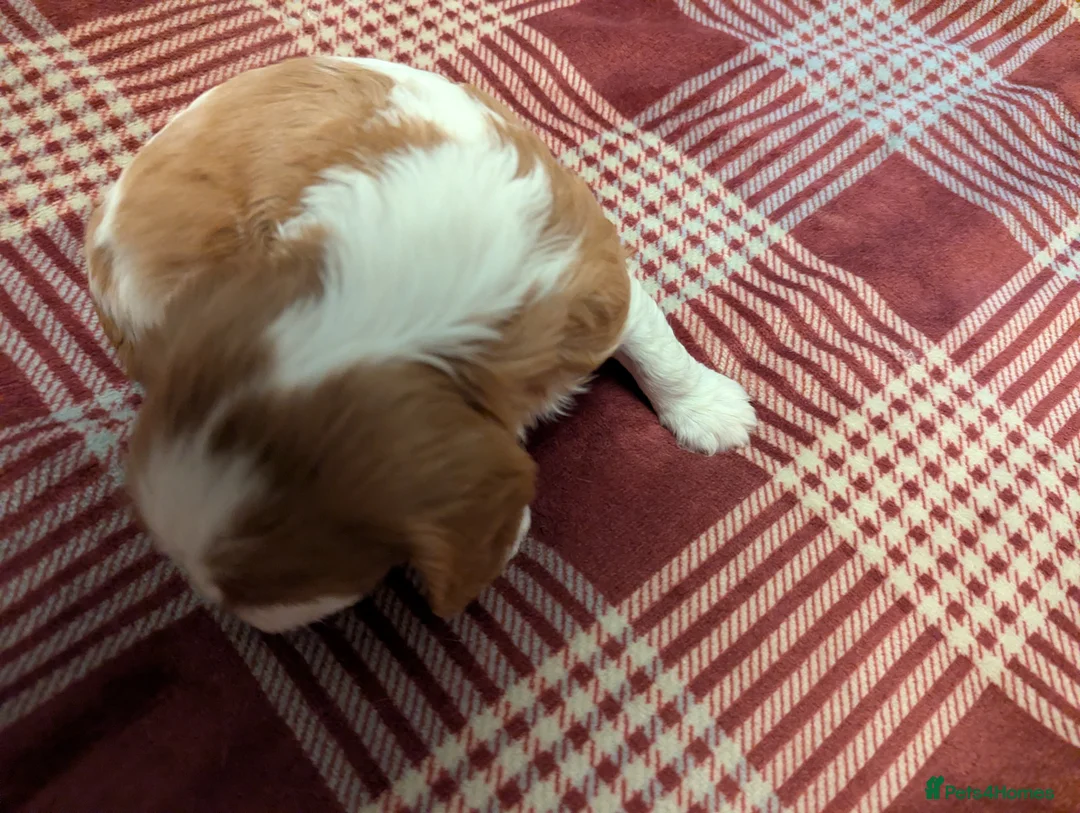 Cavalier King Charles Spaniel dogs for sale: Cavalier King Charles Spaniels KC Reg  - Advert 17