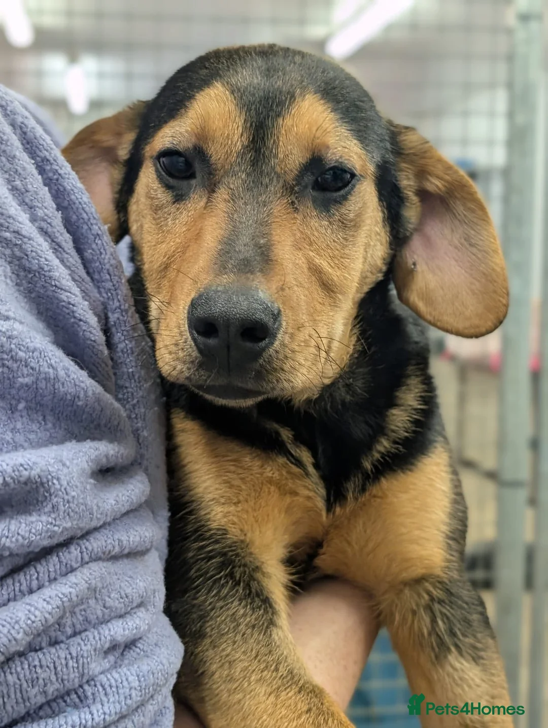 Mixed Breed dogs for adoption: Brutus - In Ayr Looking for a home  - Advert 5