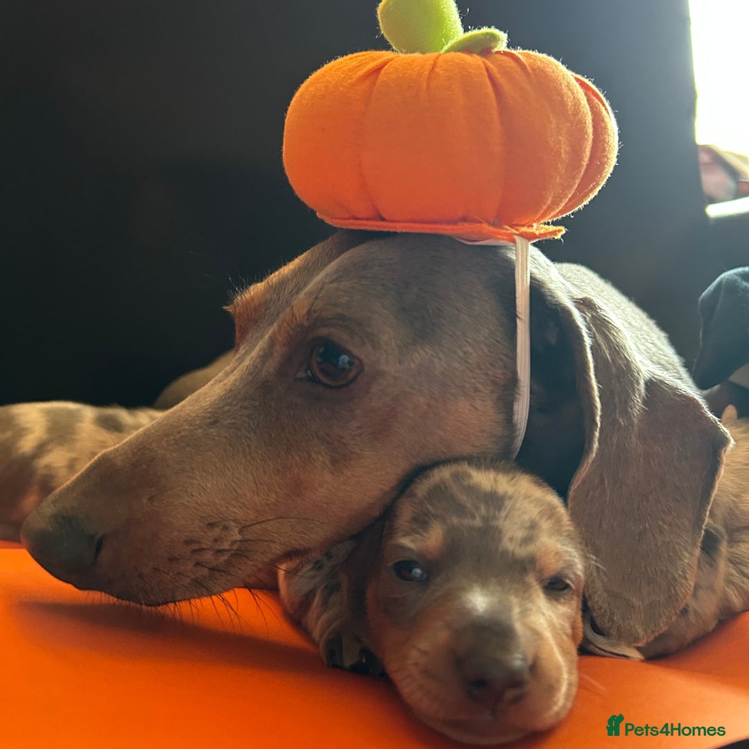 Miniature Dachshund dogs for sale: Mini dachshund puppies 6 weeks - Advert 15