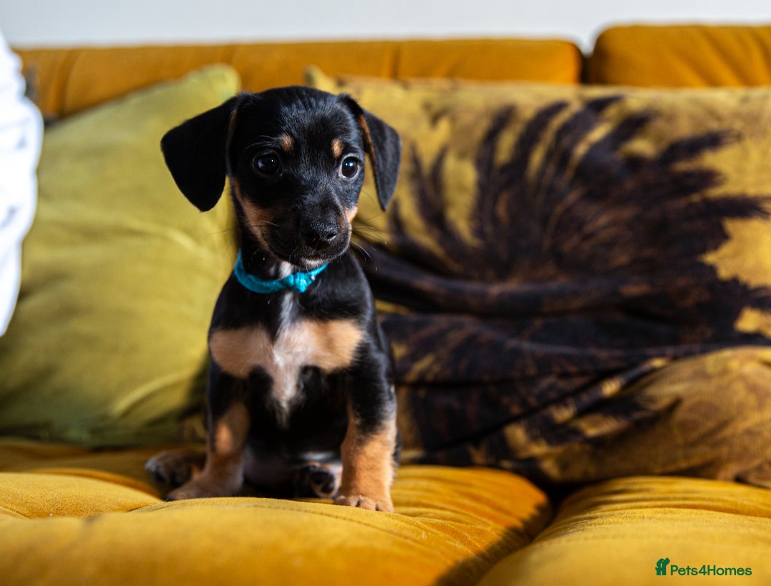 Mixed Breed dogs for sale: Daxijax/Jackshund/Dachshund/Jack - READY TO GO - Advert 27