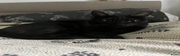 Mixed Breed cats for sale: Archie - black ghost tabby for rehome - Advert 5