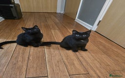 Mixed Breed cats for sale: British Short hair mixed breeds  - Advert 21