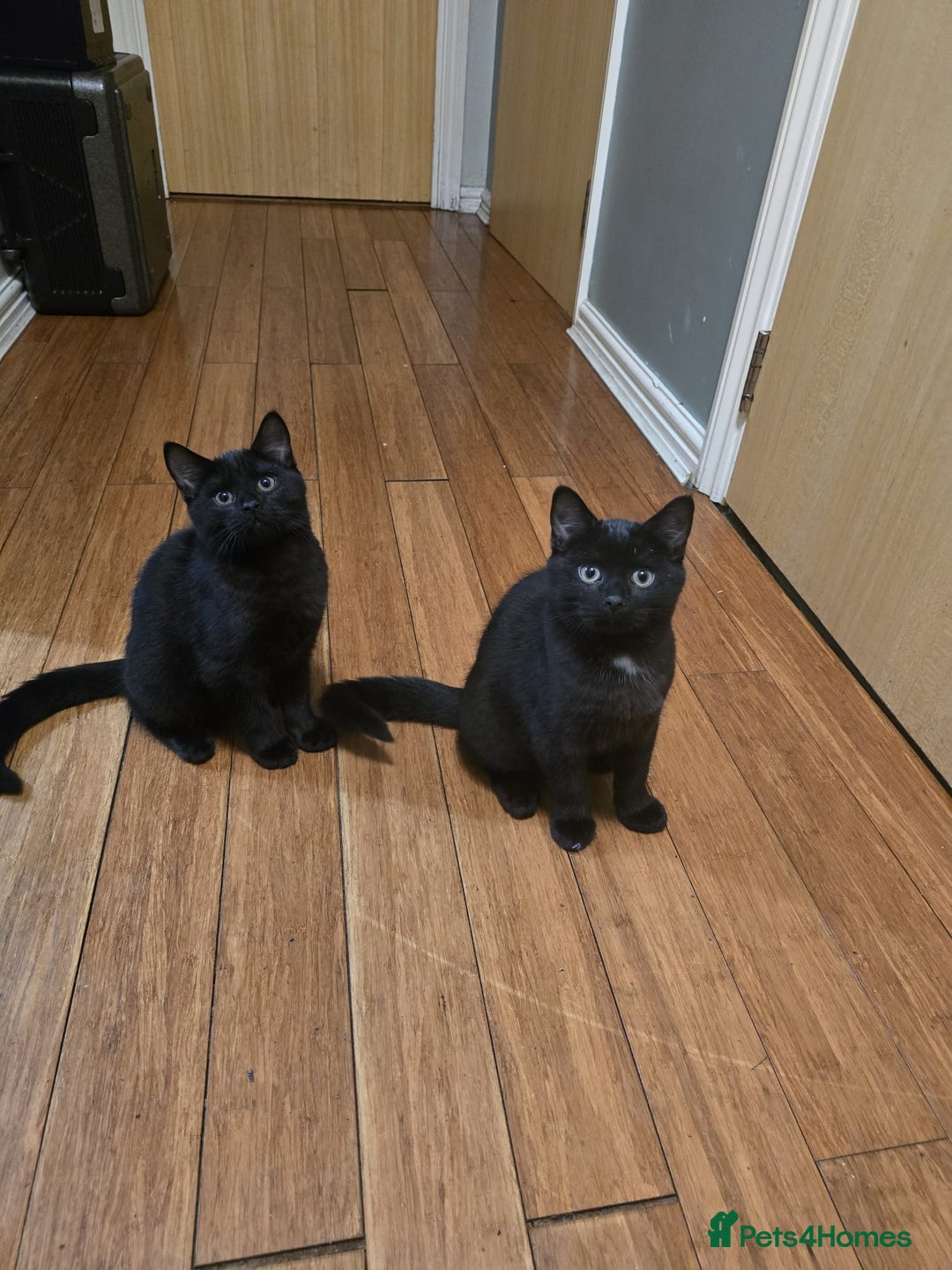 Mixed Breed cats for sale: British Short hair mixed breeds  - Advert 21