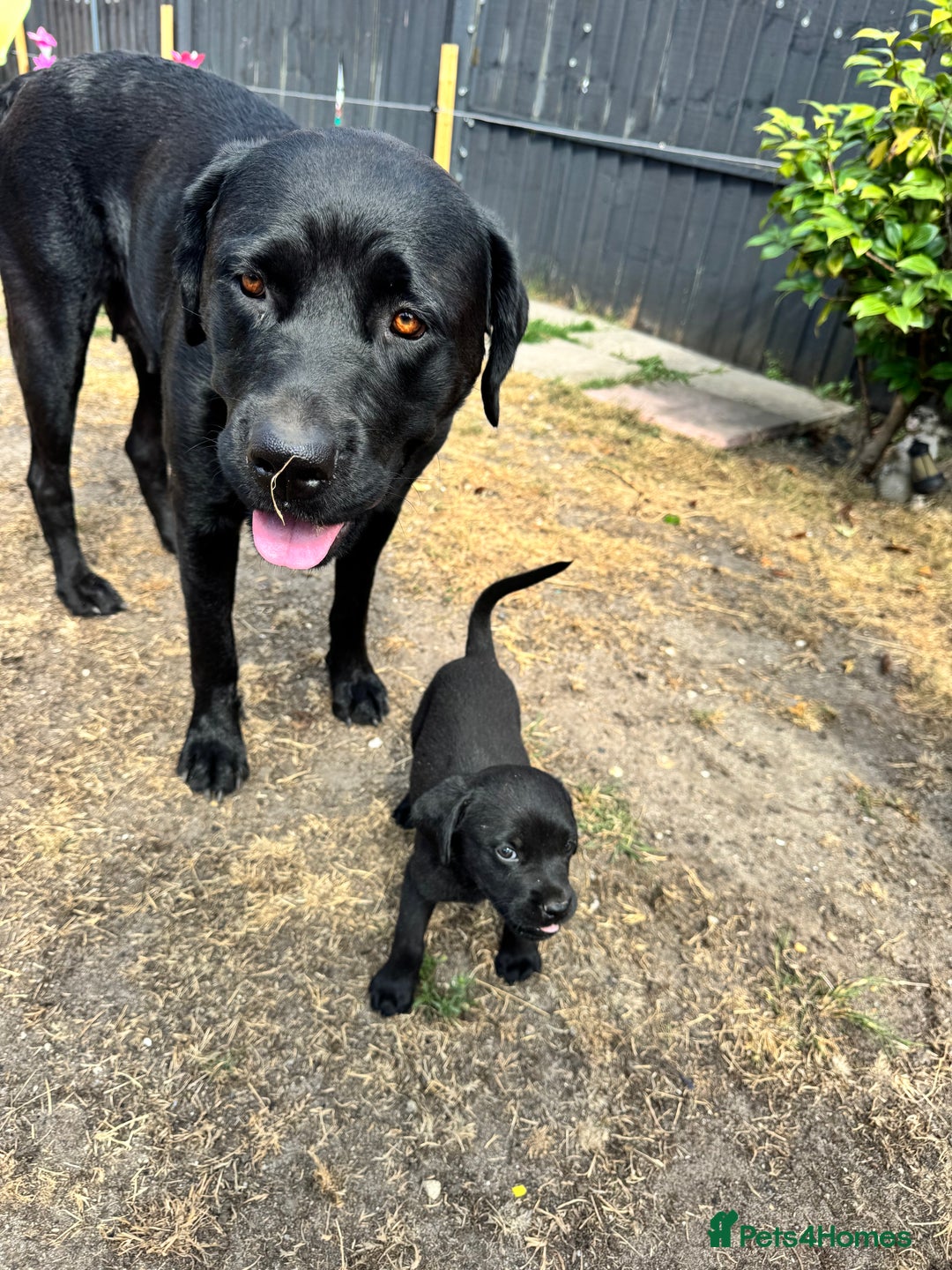 Mixed Breed dogs for sale: Rottweiler/cane corso puppies - Image 11