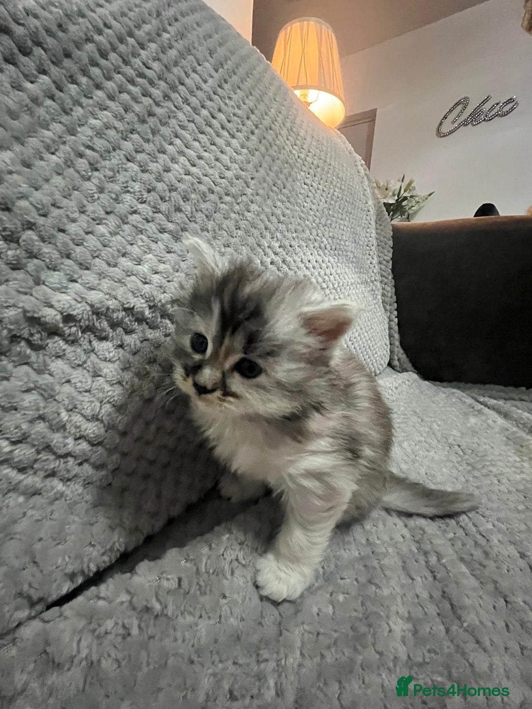 Maine Coon cats for sale: Half Maine coon kitten - Advert 9